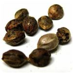 Семена марихуаны АК-47  (Seeds AK-47) в Тырныаузе